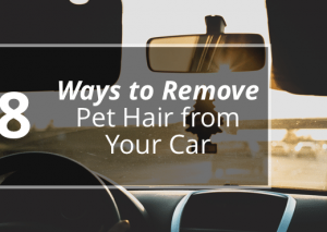 8 WAYS TO REMOVE PET HAIR FROM YOUR CAR